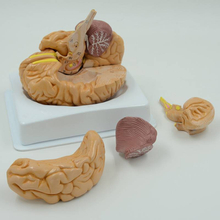 腦部模型