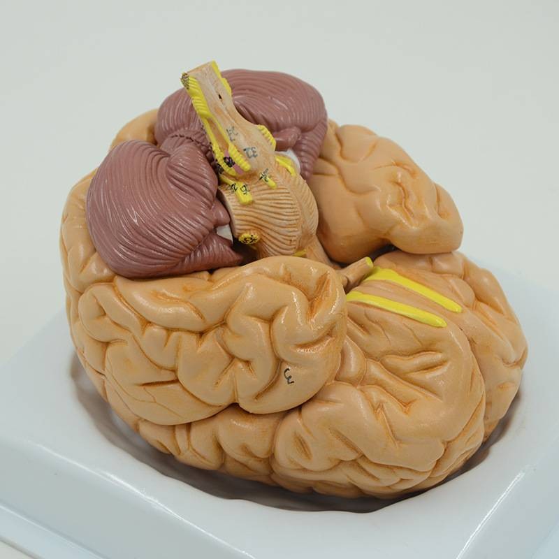 脑部模型